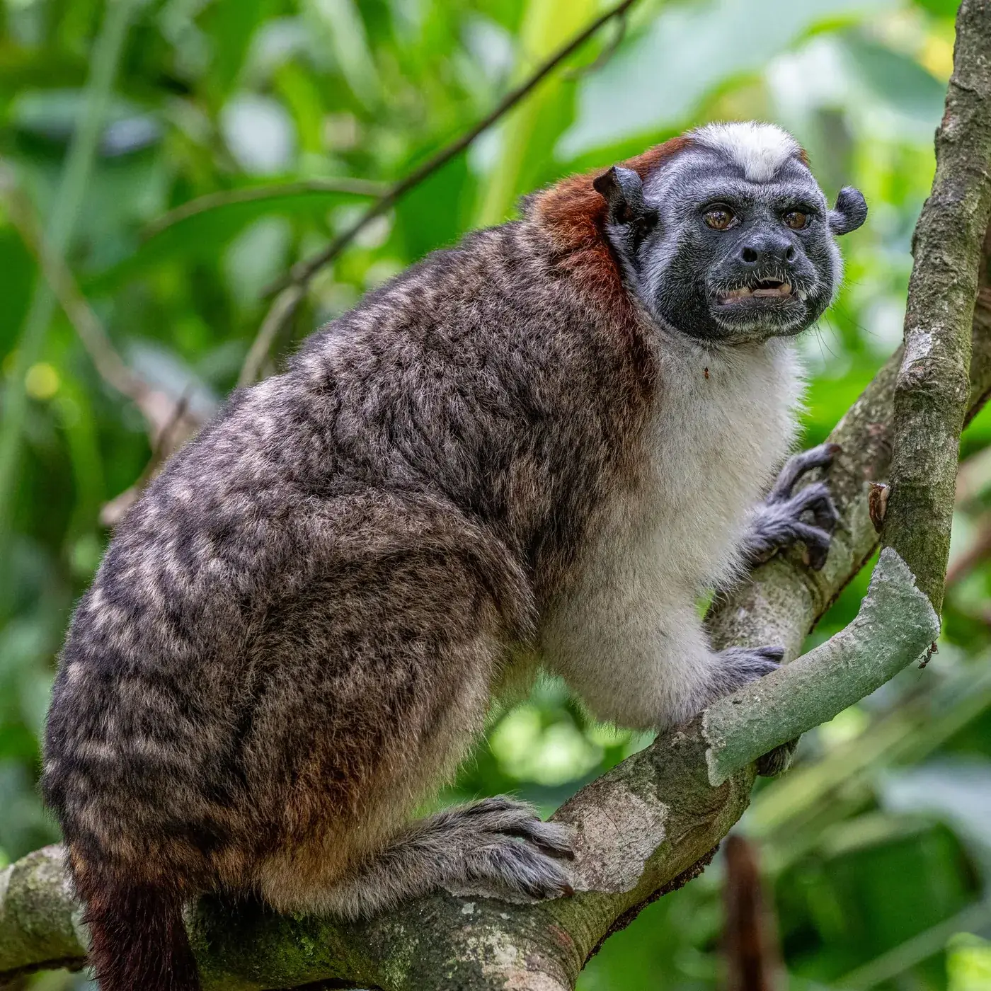 Un mono tití de Geoffroy trepado a una rama