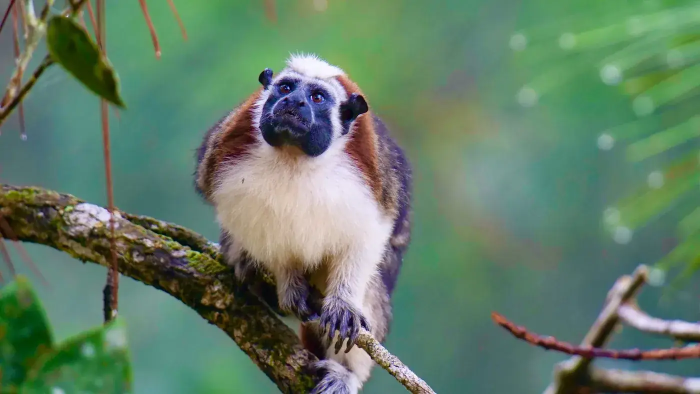 Un mono tití de Geoffroy sobre una rama